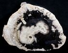 Petrified Palmwood Slab From Indonesia - x inches #3601-1